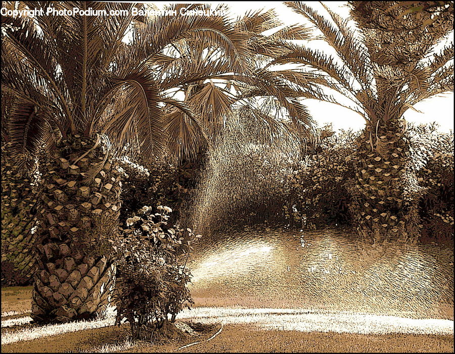 Palm Tree, Plant, Tree, Conifer, Fir, Blossom, Flora