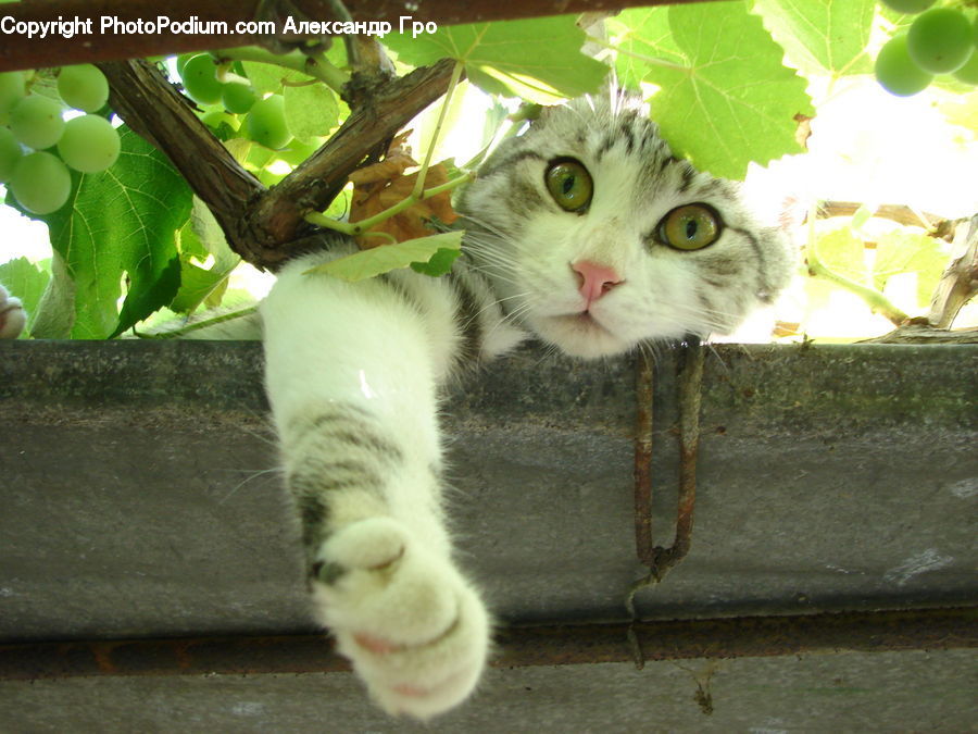 Animal, Cat, Kitten, Mammal, Pet, Plant, Vine