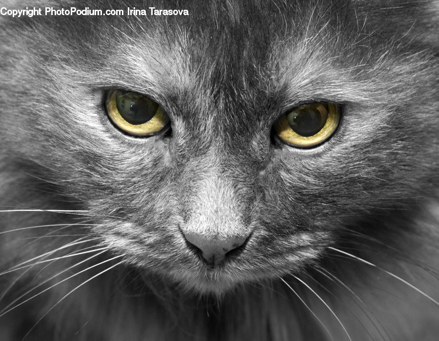 Animal, Head, Portrait