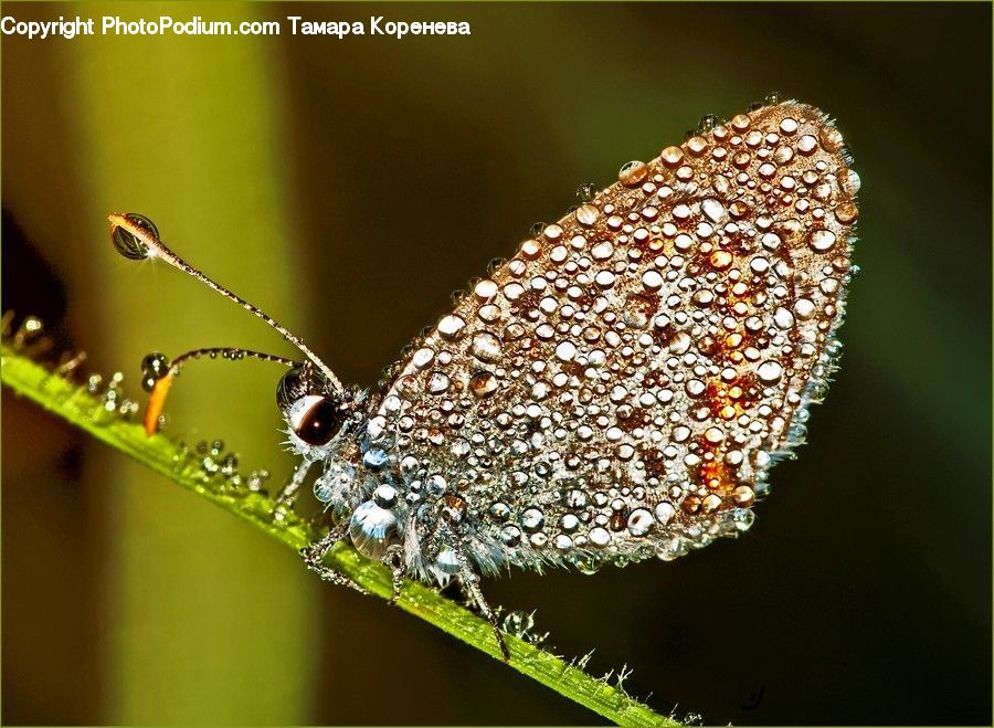Butterfly, Insect, Invertebrate, Grain, Seed, Field, Grass