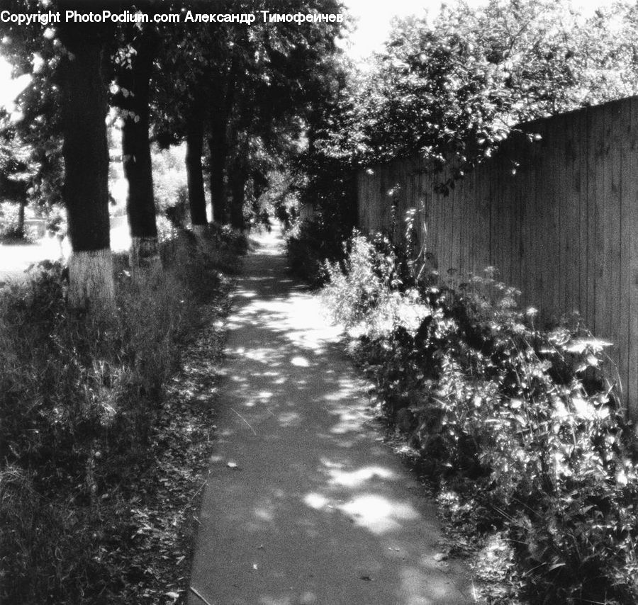 Path, Trail, Boardwalk, Pavement, Sidewalk, Walkway, Plant