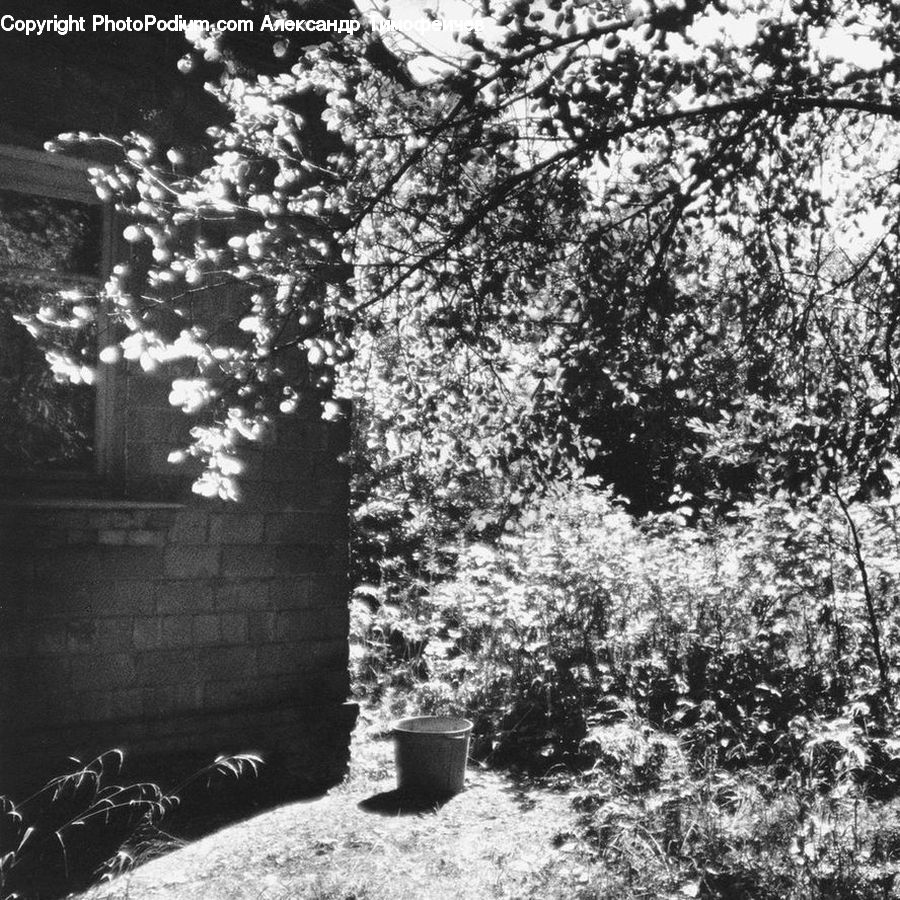 Bucket, Tomb, Blossom, Flora, Flower, Plant, Asphalt