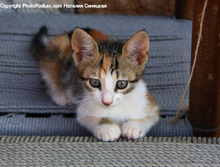 Animal, Cat, Kitten, Mammal, Pet, Manx, Abyssinian