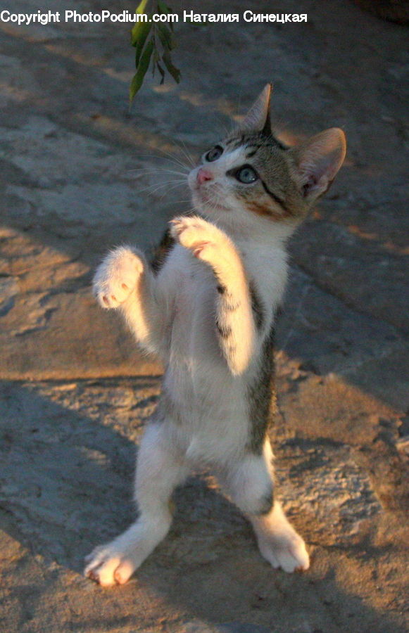 Animal, Cat, Kitten, Mammal, Pet, Insect, Invertebrate