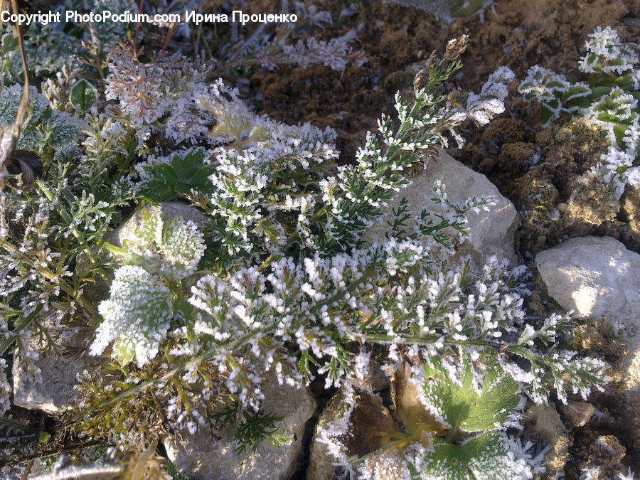 Coral Reef, Outdoors, Reef, Sea, Sea Life, Water, Conifer