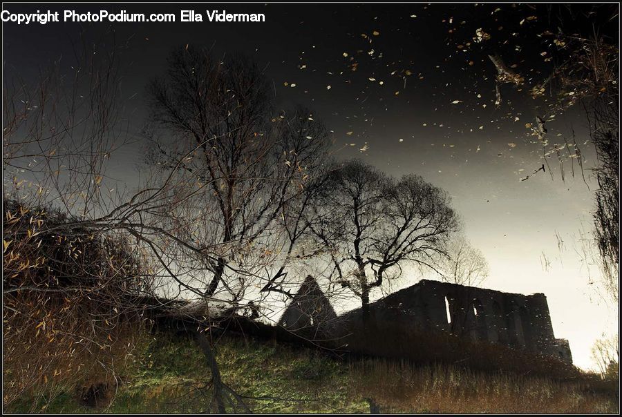 Cabin, Hut, Rural, Shack, Shelter, Plant, Potted Plant