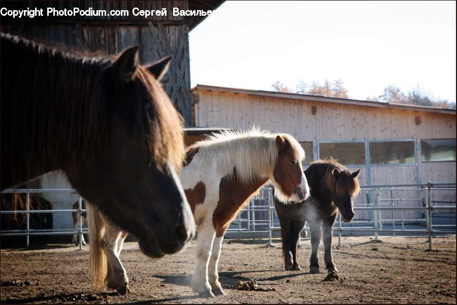 Animal, Horse, Mammal, Colt Horse, Alpaca, Llama, Stallion
