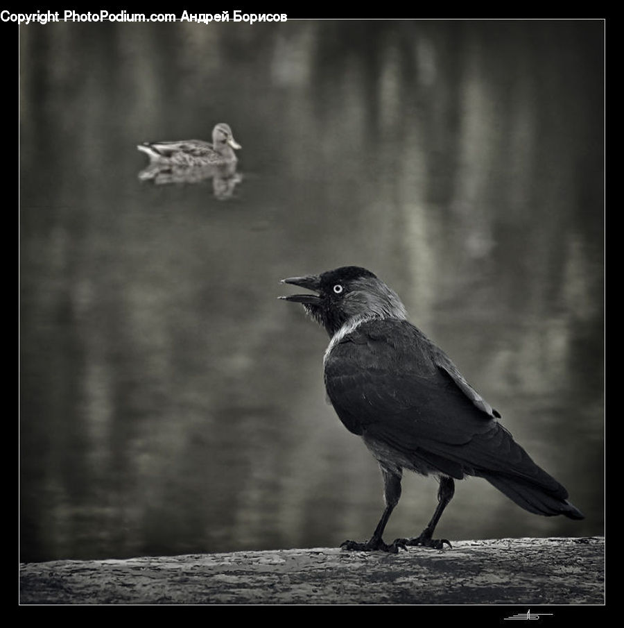 Bird, Blackbird, Crow
