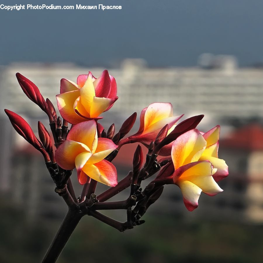 Blossom, Crocus, Flora, Flower, Plant, Flower Arrangement, Flower Bouquet