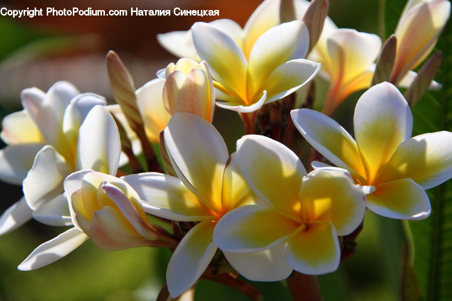 Blossom, Crocus, Flora, Flower, Plant, Tulip, Petal