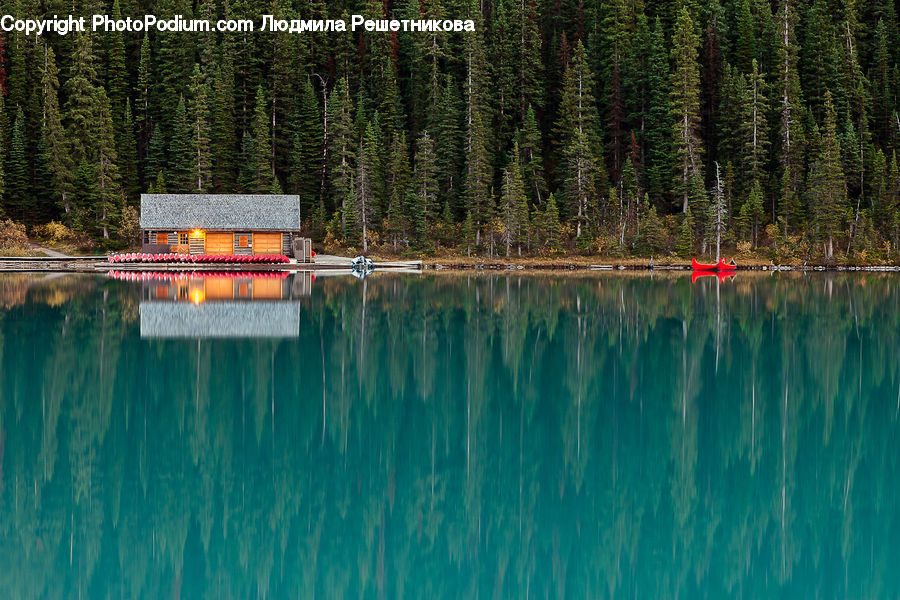 Boat, Dinghy, Conifer, Fir, Plant, Tree, Field