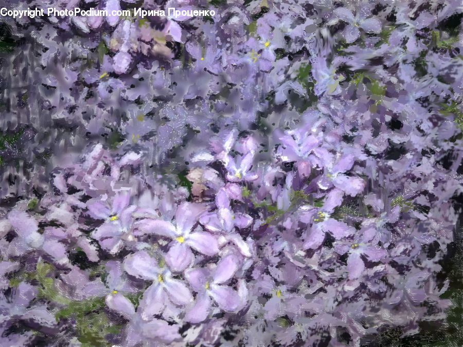 Blossom, Crocus, Flora, Flower, Plant, Bush, Vegetation