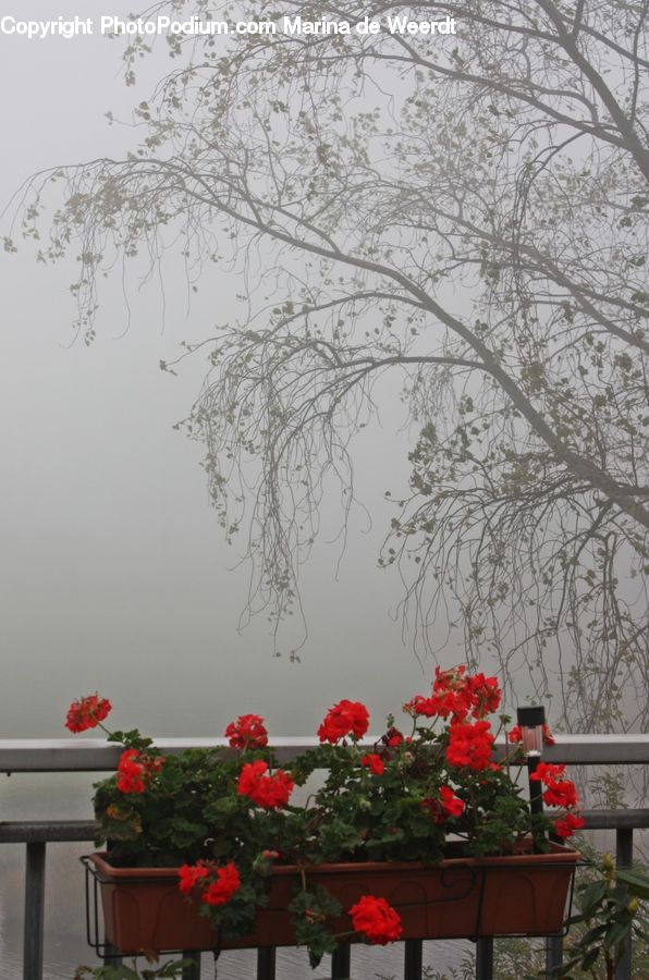 Plant, Potted Plant, Blossom, Flora, Flower, Geranium, Bonsai