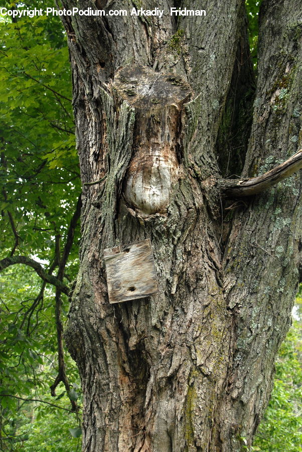 Forest, Jungle, Rainforest, Vegetation, Tree Trunk, Outdoors, Oak