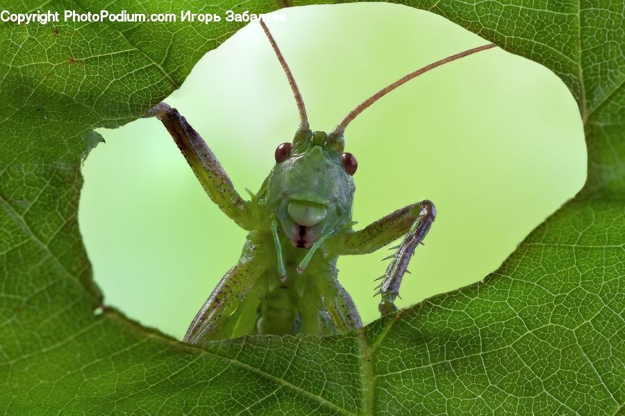 Cricket Insect, Grasshopper, Insect, Invertebrate, Amphibian, Frog, Tree Frog