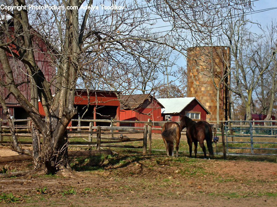 Countryside, Farm, Pasture, Ranch, Rural, Brick, Plant