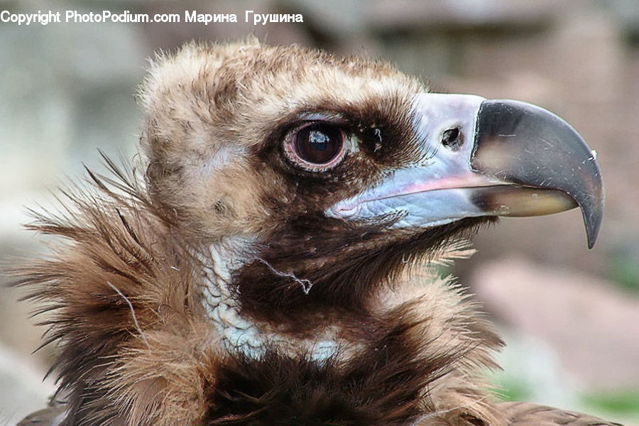 Beak, Bird, Buzzard, Harrier, Hawk, Vulture, Eagle