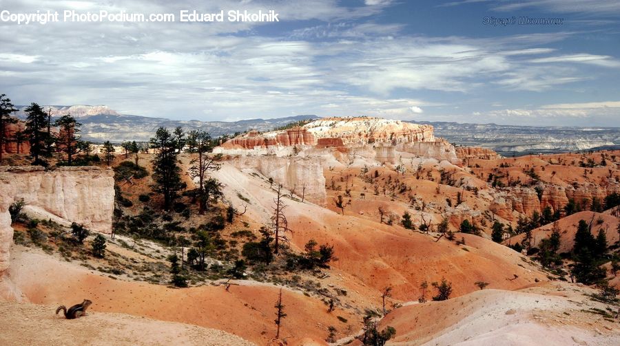 Canyon, Outdoors, Valley, Desert, Wilderness, Bush, Plant