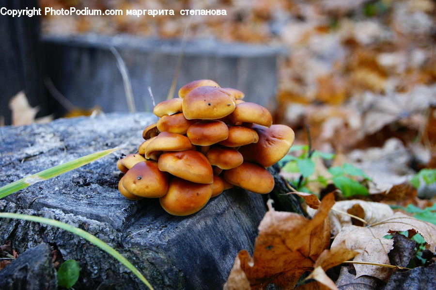 Agaric, Amanita, Fungus, Mushroom, Plant, Fruit, Persimmon