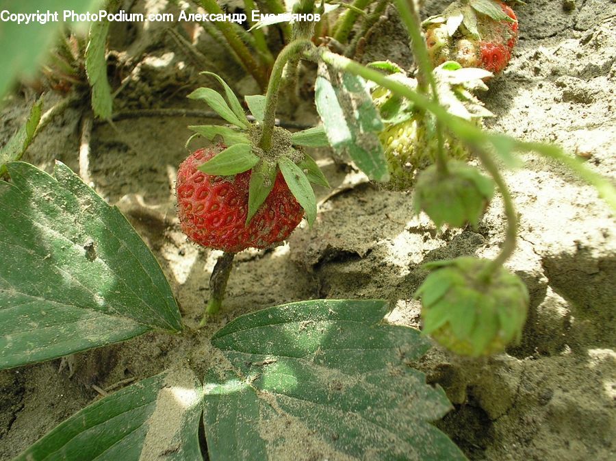 Fruit, Strawberry, Animal, Mammal, Sheep, Algae, Cactus