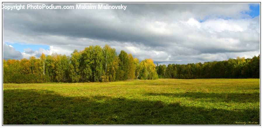 Field, Grass, Grassland, Land, Outdoors, Meadow, Pasture