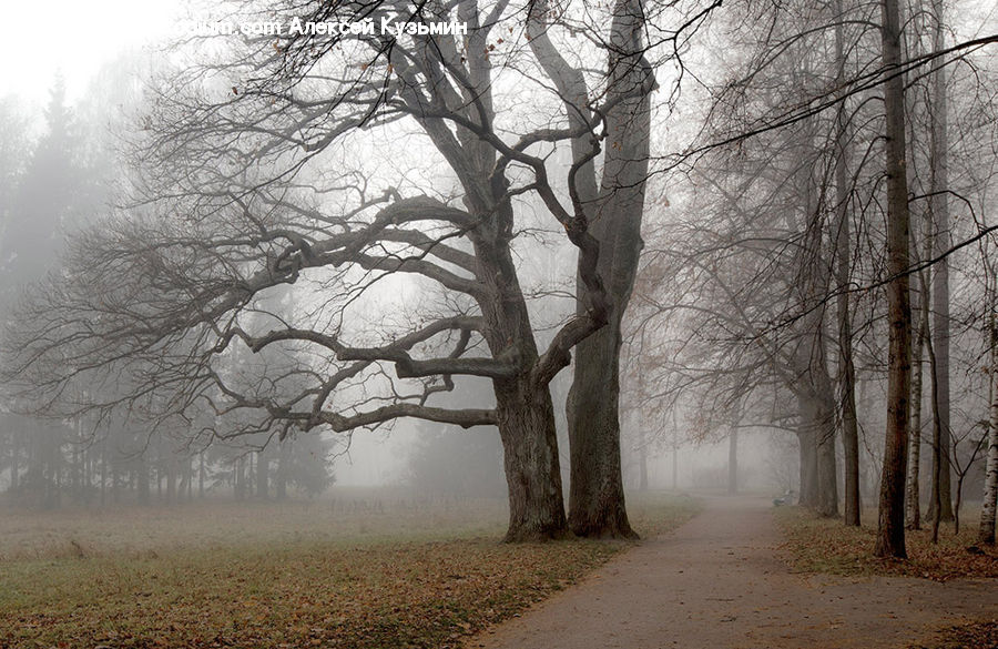Fog, Mist, Outdoors, Plant, Tree, Oak, Wood