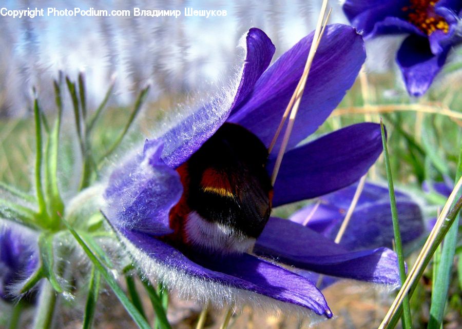 Blossom, Crocus, Flora, Flower, Plant, Violet, Andrena