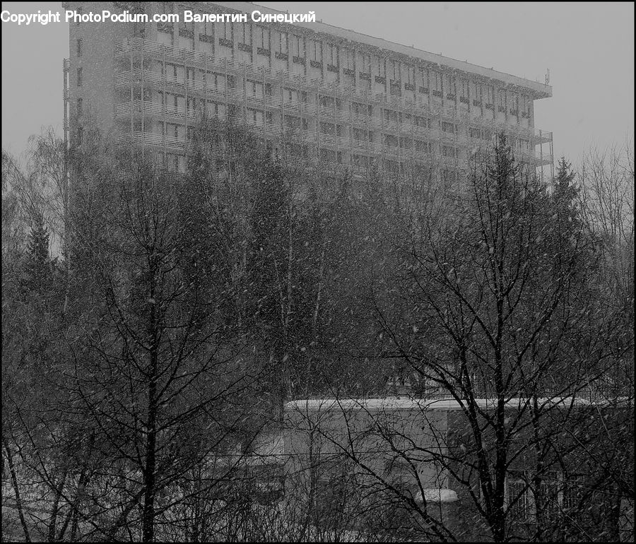 City, Downtown, Urban, Plant, Tree, Neighborhood, Town