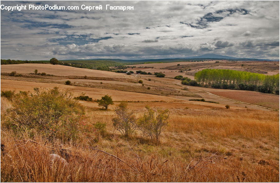 Field, Grass, Grassland, Land, Outdoors, Savanna, Landscape