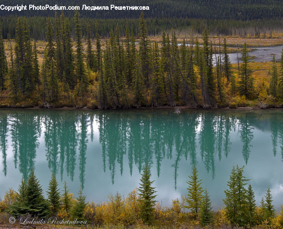 Conifer, Fir, Plant, Tree, Pine, Spruce, Wood