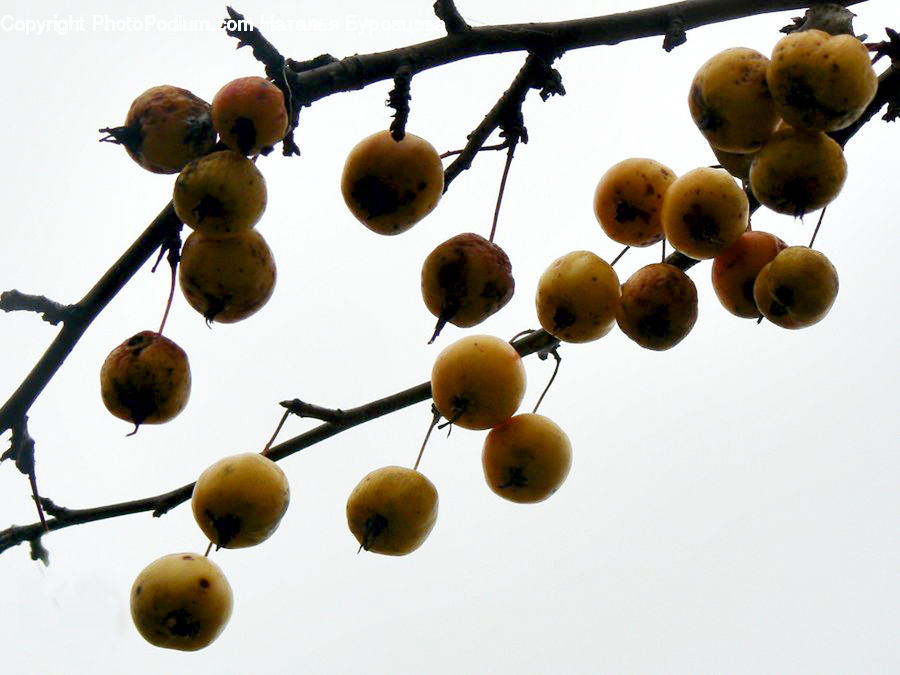 Fruit, Grapes, Citrus Fruit, Orange, Lemon