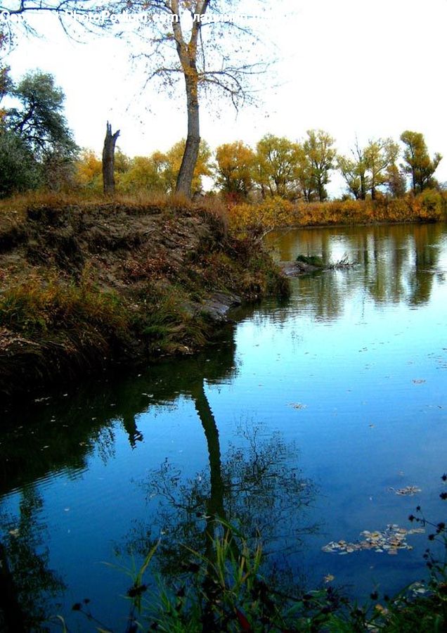 Outdoors, Pond, Water, Land, Marsh, Swamp, Blossom