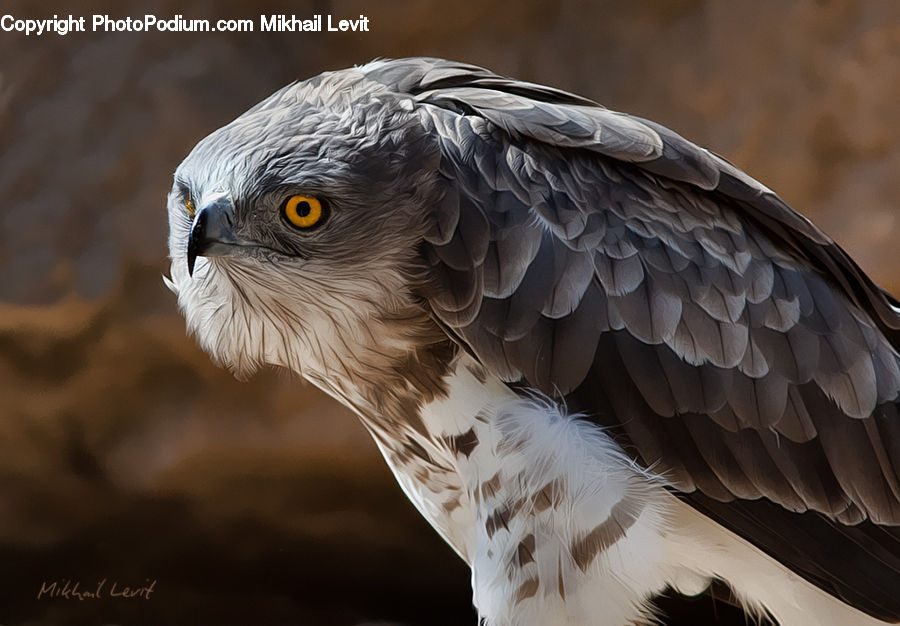 Bird, Hawk, Buzzard, Harrier, Vulture, Eagle, Beak