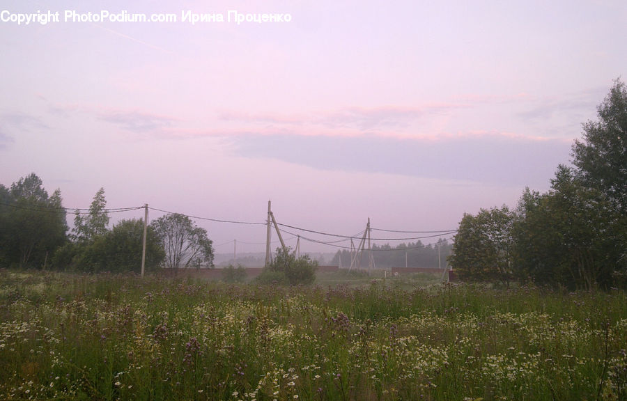 Field, Grass, Grassland, Land, Outdoors, Plant, Landscape