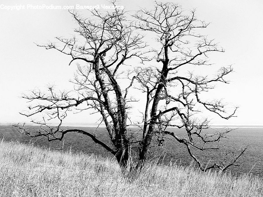 Plant, Tree, Oak, Wood, Bush, Vegetation, Blossom