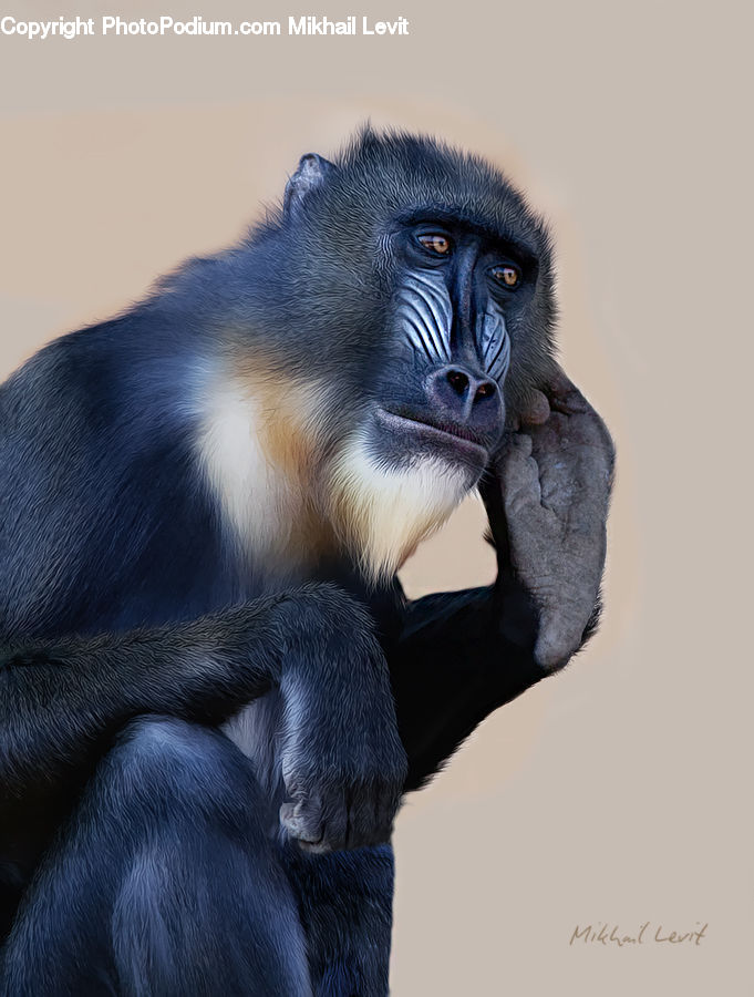 Animal, Mammal, Monkey, Ape
