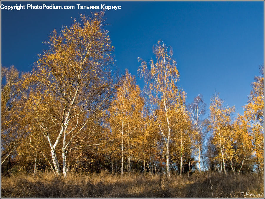 Birch, Tree, Wood, Conifer, Fir, Plant, Field