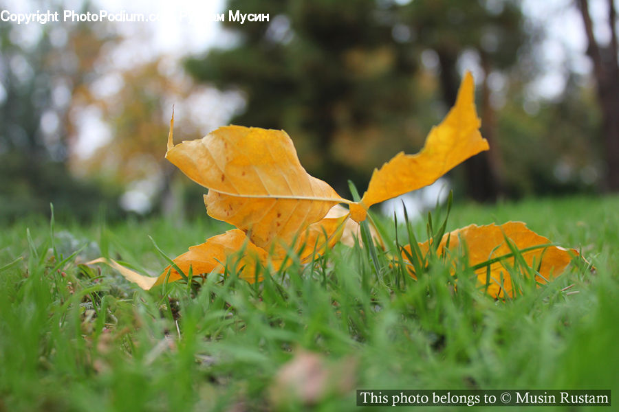 Maple, Maple Leaf, Plant, Field, Grass, Lawn, Blossom