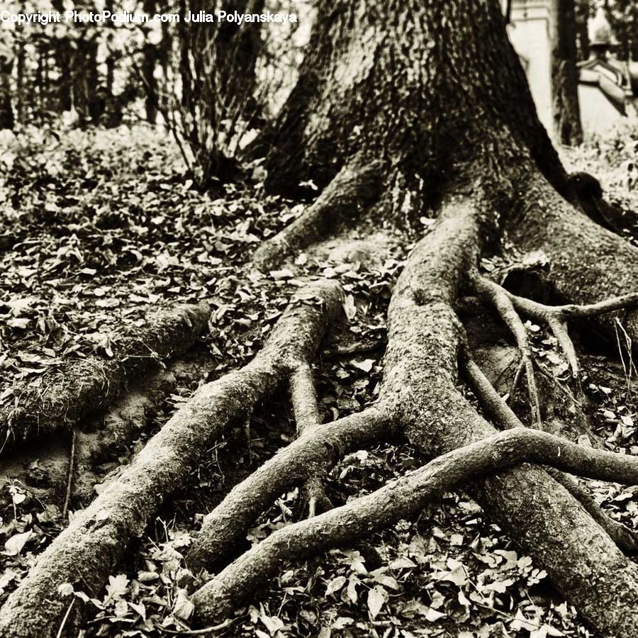 Ground, Soil, Plant, Tree, Oak, Wood, Outdoors