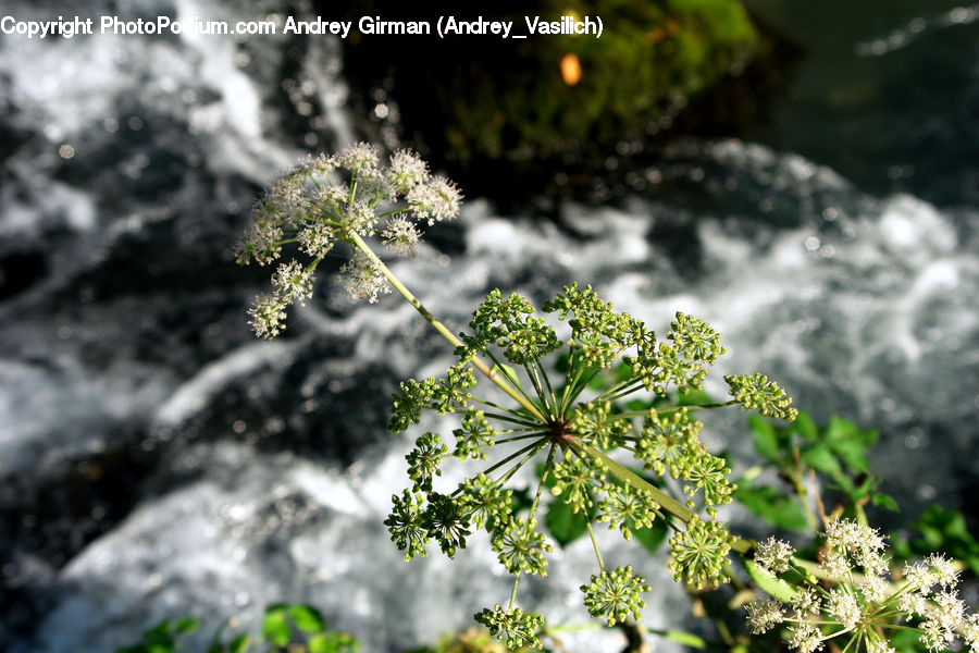 Dill, Plant, Apiaceae, Blossom, Moss, Conifer, Fir