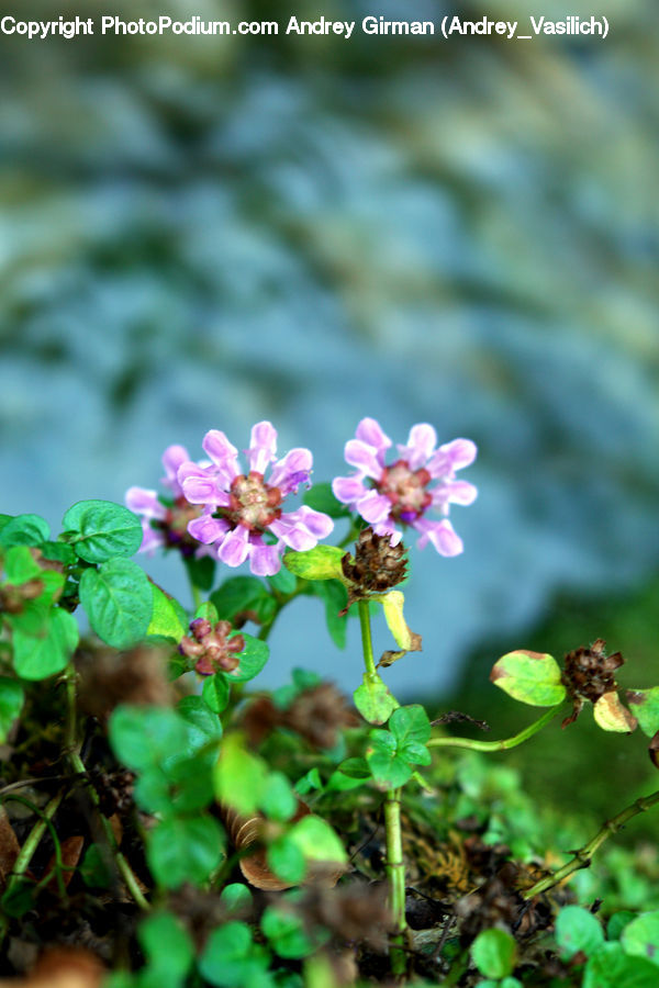 Blossom, Flora, Flower, Plant, Geranium, Vine, Herbs