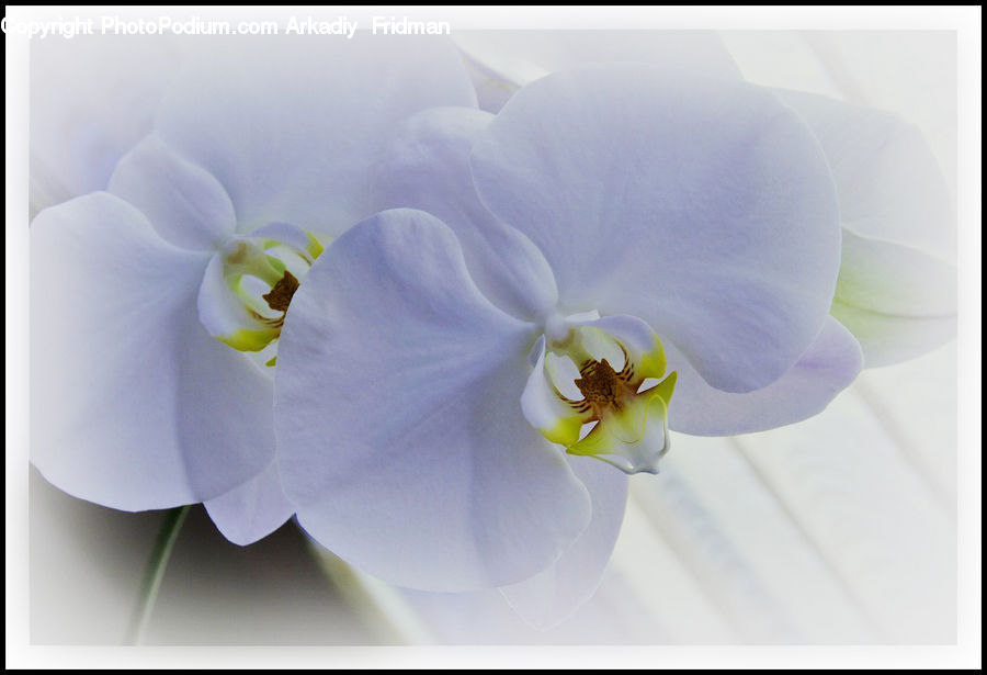 Blossom, Flora, Flower, Orchid, Plant, Daffodil, Gladiolus
