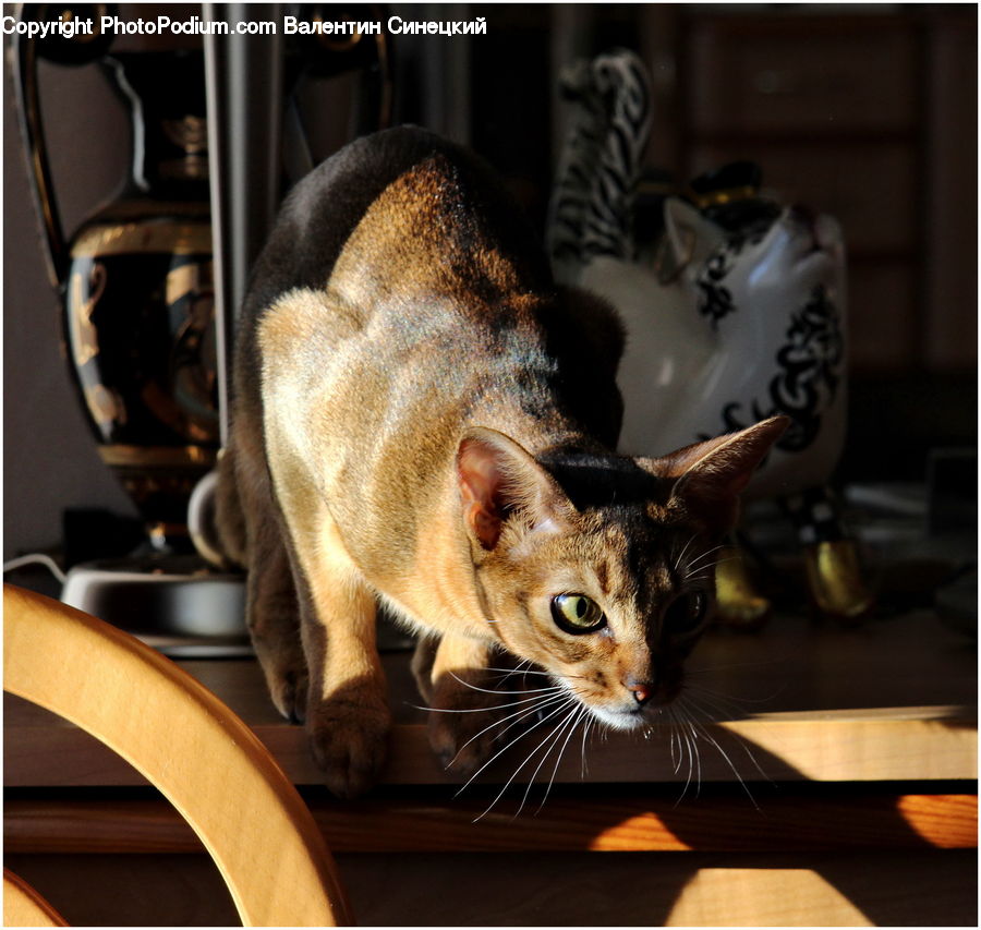 Abyssinian, Animal, Cat, Mammal, Pet, Kitten, Boot
