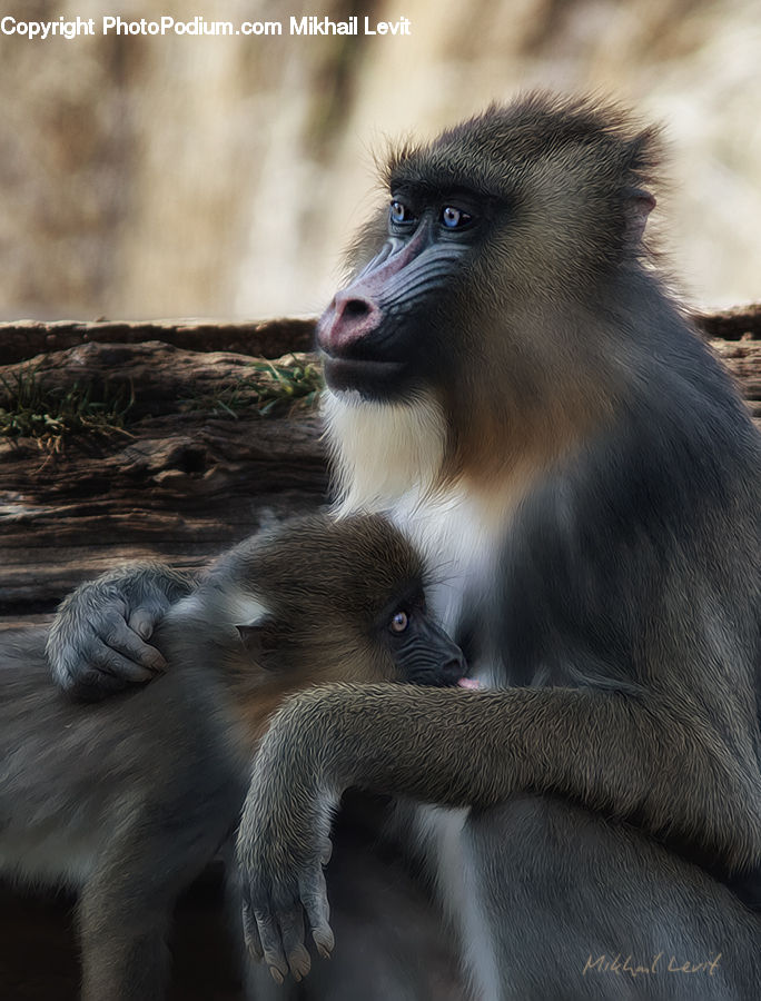 Animal, Mammal, Monkey, Baboon