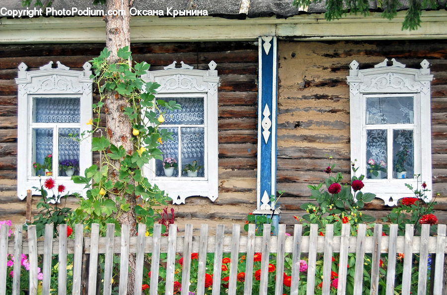 Plant, Potted Plant, Ivy, Vine, Building, Cottage, Housing