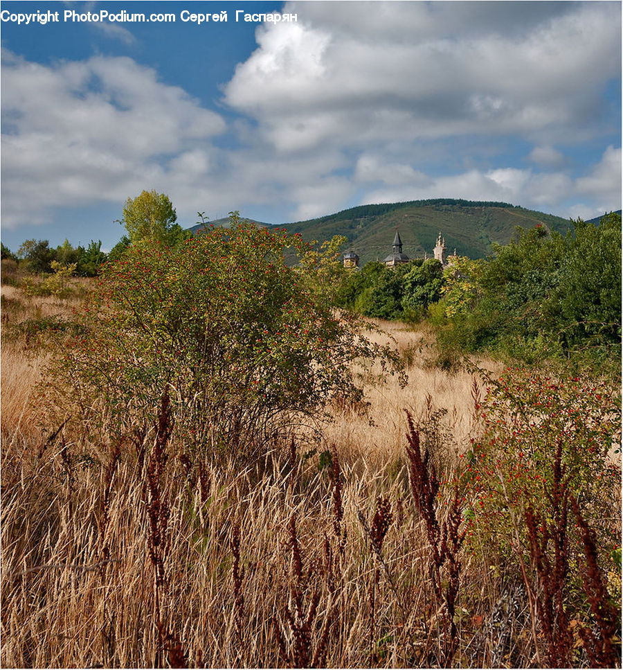 Field, Grass, Grassland, Land, Outdoors, Plant, Savanna