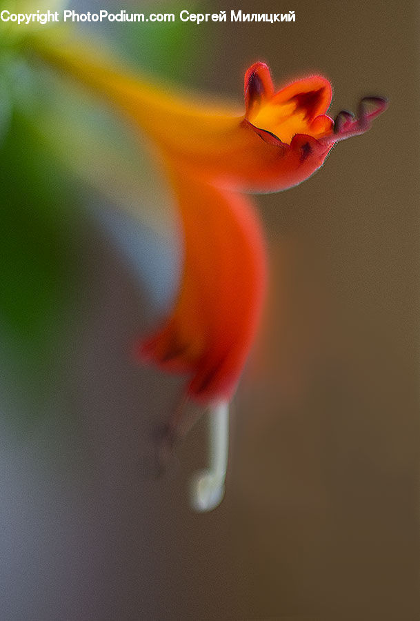 Blossom, Flora, Flower, Geranium, Plant, Petal, Amaryllis