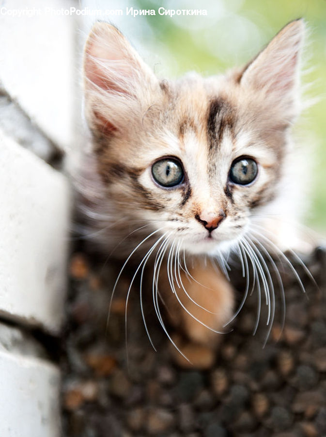 Animal, Cat, Kitten, Mammal, Pet, Manx, Abyssinian