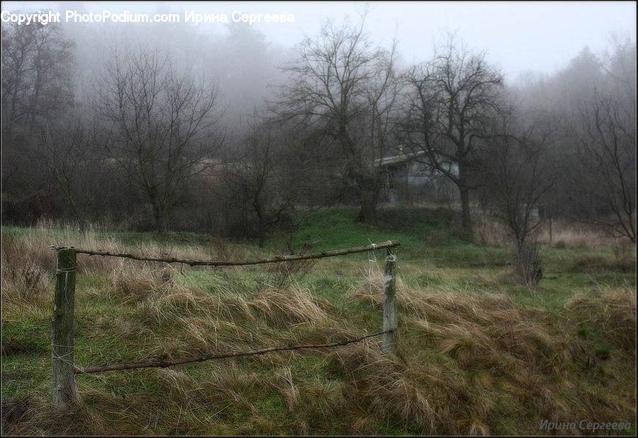 Forest, Grove, Land, Countryside, Outdoors, Plant, Tree