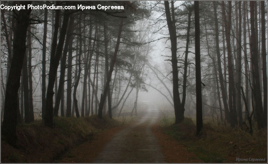 Forest, Vegetation, Dirt Road, Gravel, Road, Path, Trail